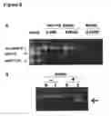 Fig. 07 - Clusterin Pharmaceuticals and Treatment Methods Using the Same