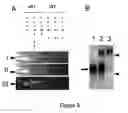 Fig. 09 - Clusterin Pharmaceuticals and Treatment Methods Using the Same