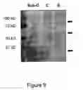 Fig. 10 - Clusterin Pharmaceuticals and Treatment Methods Using the Same