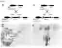 Fig. 09 - Compositions and Methods for Modulating Neuron Degeneration and Neuron Guidance