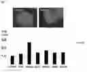 Fig. 12 - Compositions and Methods for Modulating Neuron Degeneration and Neuron Guidance