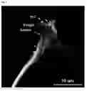 Fig. 13 - Compositions and Methods for Modulating Neuron Degeneration and Neuron Guidance