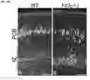 Fig. 24 - Compositions and Methods for Modulating Neuron Degeneration and Neuron Guidance