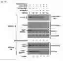 Fig. 28 - Compositions and Methods for Modulating Neuron Degeneration and Neuron Guidance