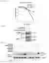 Fig. 29 - Compositions and Methods for Modulating Neuron Degeneration and Neuron Guidance