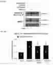 Fig. 30 - Compositions and Methods for Modulating Neuron Degeneration and Neuron Guidance