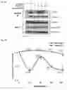 Fig. 31 - Compositions and Methods for Modulating Neuron Degeneration and Neuron Guidance