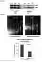 Fig. 37 - Compositions and Methods for Modulating Neuron Degeneration and Neuron Guidance