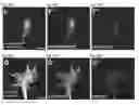 Fig. 41 - Compositions and Methods for Modulating Neuron Degeneration and Neuron Guidance