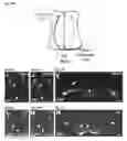 Fig. 43 - Compositions and Methods for Modulating Neuron Degeneration and Neuron Guidance