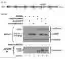 Fig. 45 - Compositions and Methods for Modulating Neuron Degeneration and Neuron Guidance