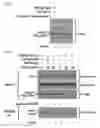Fig. 46 - Compositions and Methods for Modulating Neuron Degeneration and Neuron Guidance