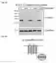 Fig. 53 - Compositions and Methods for Modulating Neuron Degeneration and Neuron Guidance