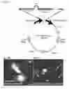 Fig. 66 - Compositions and Methods for Modulating Neuron Degeneration and Neuron Guidance