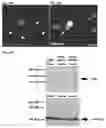Fig. 67 - Compositions and Methods for Modulating Neuron Degeneration and Neuron Guidance