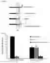 Fig. 69 - Compositions and Methods for Modulating Neuron Degeneration and Neuron Guidance