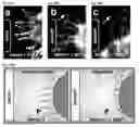 Fig. 73 - Compositions and Methods for Modulating Neuron Degeneration and Neuron Guidance