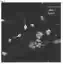 Fig. 74 - Compositions and Methods for Modulating Neuron Degeneration and Neuron Guidance