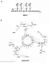 Fig. 01 - Use of multivalent synthetic ligands of surface nucleolin for treating cancer or inflammation