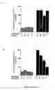 Fig. 07 - Use of multivalent synthetic ligands of surface nucleolin for treating cancer or inflammation