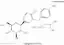 Fig. 05 - Method for treating hyperuricemia employing an SGLT2 inhibitor and composition containing same