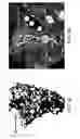 Fig. 02 - Kinase protein binding inhibitors