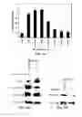 Fig. 05 - Kinase protein binding inhibitors
