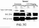 Fig. 11 - Kinase protein binding inhibitors