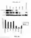 Fig. 15 - Kinase protein binding inhibitors
