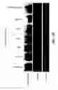 Fig. 16 - Kinase protein binding inhibitors