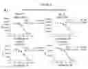 Fig. 08 - Compositions and methods for treatment of leukemia