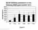 Fig. 07 - AAV VECTOR COMPOSITIONS AND METHODS FOR ENHANCED EXPRESSION OF IMMUNOGLOBULINS USING THE SAME