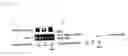 Fig. 02 - INSULIN RESISTANCE IMPROVING AGENT
