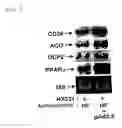 Fig. 10 - INSULIN RESISTANCE IMPROVING AGENT