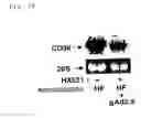 Fig. 11 - INSULIN RESISTANCE IMPROVING AGENT