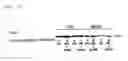 Fig. 13 - INSULIN RESISTANCE IMPROVING AGENT