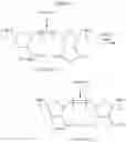 Fig. 93 - Ring-opening metathesis polymerization of norbornene and oxanorbornene moieties and uses thereof