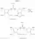 Fig. 99 - Ring-opening metathesis polymerization of norbornene and oxanorbornene moieties and uses thereof