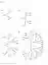 Fig. 02 - POLYETHER POLYOL DENDRON CONJUGATES WITH EFFECTOR MOLECULES FOR BIOLOGICAL TARGETING