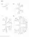 Fig. 04 - POLYETHER POLYOL DENDRON CONJUGATES WITH EFFECTOR MOLECULES FOR BIOLOGICAL TARGETING