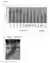 Fig. 06 - Method for isolating polypeptides