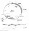 Fig. 02 - Immunosuppressant Target Proteins