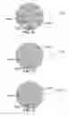 Fig. 30 - METHOD AND SYSTEM FOR QUANTITATIVE ASSESSMENT OF VISUAL FORM DISCRIMINATION