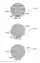 Fig. 30 - Method and system for quantitative assessment of visual motion discrimination