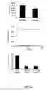 Fig. 07 - Transgenic mice having a human major histocompatibility complex (MHC) phenotype, experimental uses and applications