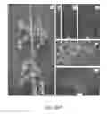 Fig. 02 - Development of very early flowering and normal fruiting plum with fertile seeds