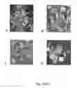 Fig. 06 - Development of very early flowering and normal fruiting plum with fertile seeds