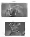 Fig. 08 - Development of very early flowering and normal fruiting plum with fertile seeds