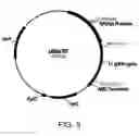 Fig. 06 - Polypeptides having cellulolytic enhancing activity and polynucleotides encoding same
