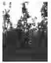 Fig. 01 - Apple tree named 